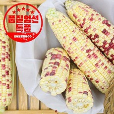 경남고성옥수수 TOP01