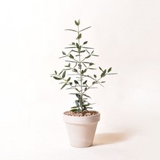 인테리어식물 공기정화식물 마오리소포라 율마 스투키 문샤인 유칼립투스 올리브나무, 1개, 4.올리브나무+독일토분 화이트크림