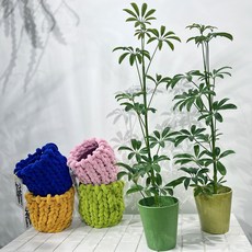 키우기 쉬운 인테리어식물 쉐프렐라 - 컬러플분XS 9color