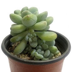 레이프릴플라워가든