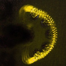 27dcb65f0daebfca2781e5a8783791cdc46d1431ac064cd2a8522c01a0e2.jpg