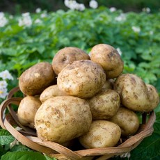 야채삼촌 햇감자 포슬포슬 국내산 감자, 감자 5kg (특) / 가정집 요리용추천, 1개