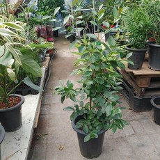 구아바나무 최상급, 1개