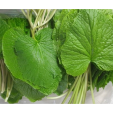 국내산 생고추냉이잎 400g 1kg 고춧냉이잎 생 와사비잎 알싸한 싱싱한 특수야채 쌈야채 장아찌용 고추냉이 잎, 1개