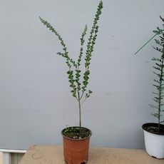 콩플라워 삼각잎 아카시아 중품160