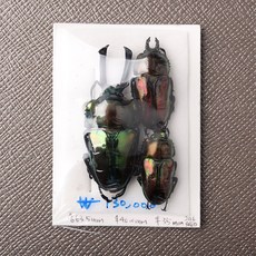 뮤엘러리사슴벌레