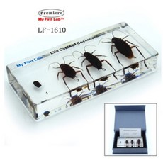 곤충성장피규어