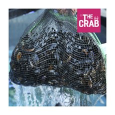 통영자연산홍합