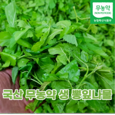 생뽕잎