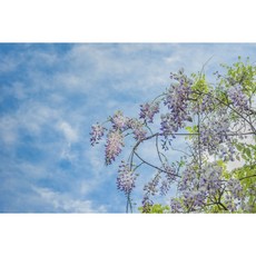 야자나무분수대