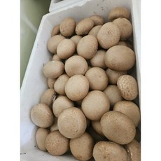 무농약 브라운 양송이버섯 특품, 2kg
