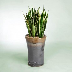 푸시아베리플라워