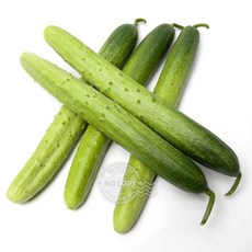 못난이취청오이