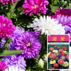 DDH952781과꽃 씨앗 (1000립) 금잔화꽃씨앗 백일홍꽃씨앗 꽃씨