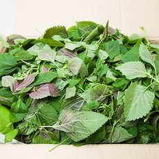 [프레시팜] 쌈채소 깻순 2kg 4kg