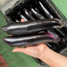 가지 특품 5k 식당용 가정용 가지, 1개