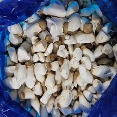 도담농산 새송이버섯 2kg 당일수확 당일발송, 1개, 볶음용새송이2kg
