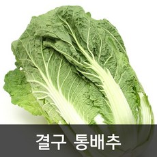 통배추3포기
