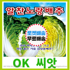 [OK씨앗] [알찬노랑배추] 배추씨앗 종자(오케이씨앗), 500립