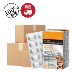 메이플트리보라지유