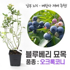 추천9블루베리묘목재배