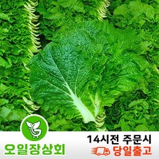 ( 오일장 상회 ) 국내산 쌈추 쌈배추 1kg 2kg, 1개, 2kg내외