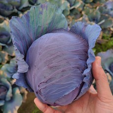 제주 적채 적양배추 3kg / 5kg, 5kg (5개), 1개