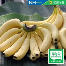 [서진도농협] 국산 무농약 진도 바나나 2kg