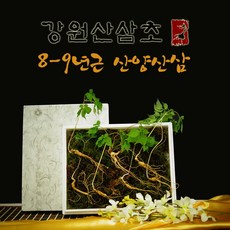 국산 강원도 무농약 산양산삼 8-9년근 산삼주 장뇌삼먹는법