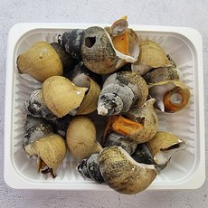 나라농수산 자숙 흑고동 흑골뱅이 국산 냉동 1kg, 자숙흑고동대자(1kg), 1개