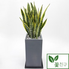 꽃친구 산세베리아 중형 대형 사무실 개업화분 축하화분 승진 집들이 선물 공기정화식물 전국 당일배송, 1개