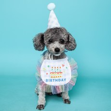 펫스타샵 강아지생일 고양이생일파티 생일파티세트 케이프 파티모자, 블루