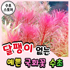 판타날레드핀네이트