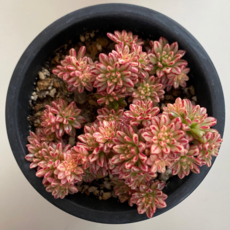 고무신다육정원