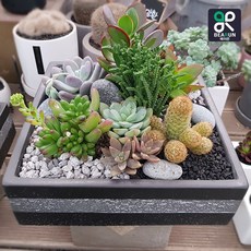 고무신다육정원