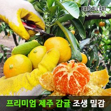 타이벡청귤