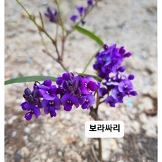 보라싸리 50, 1개