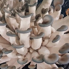 모둠버섯 느타리버섯 느타리 특 대, 생 느타리버섯_대 1kg, 1개