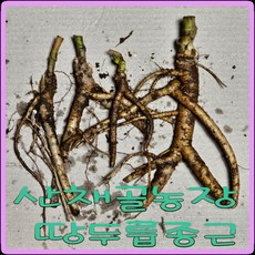 부추뿌리모종
