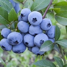 추천10블루베리묘목