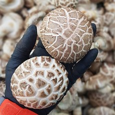 산지직송 무농약 장흥 생표고버섯 1kg 2kg 참나무 배지, 하품 2kg, 1개