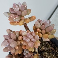 베이비핑거