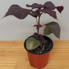 차조기 자소엽 모종 1개 _올해는마감되었어요