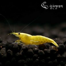 [힘찬열대어]골든벡 관상용 새우 노오란새우! 최상급개체 5마리 1셋트!구피어항 청소!1센치 전후