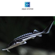 아쿠아시스템 철갑상어 12~15cm급 관상어 열대어