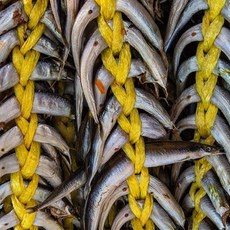 국산 제철 햇 동해 양미리 20미 700g-1kg내외 알배기 랜덤