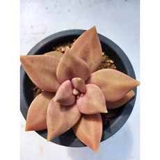 푸토엔시스