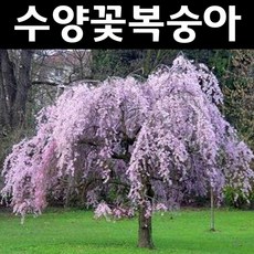 수플린복숭아