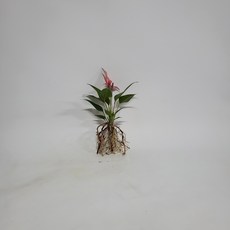 안스리움실버브러쉬