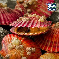 마녀바스켓 국내산 통영 제철 홍가리비 1kg (25미 내외), 1개
